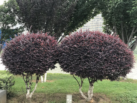 两棵木梽花
