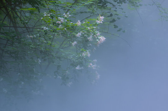 晨雾中盛开的猬实花