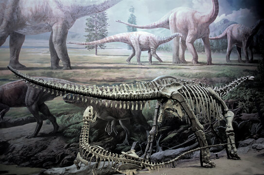 恐龙骨架标本化石
