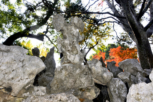 假山红枫