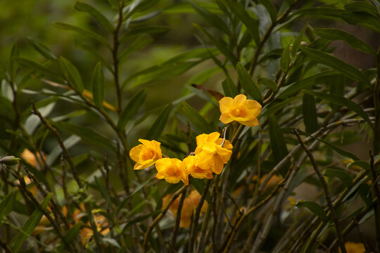 石斛花