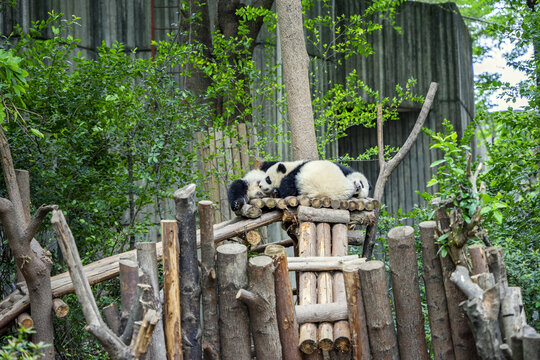 正在午睡的幼年大熊猫