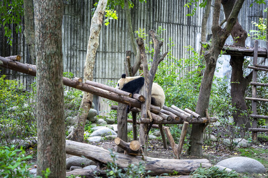 正在午睡的大熊猫