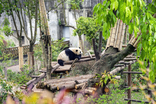 正在午睡的大熊猫