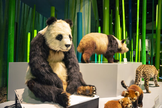 成都大熊猫博物馆大熊猫标本