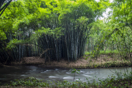 竹子竹林