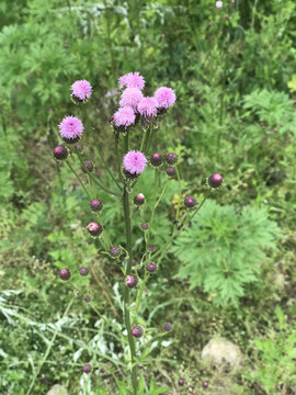 泥胡菜花