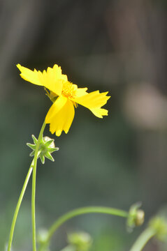 草丛中的小黄花