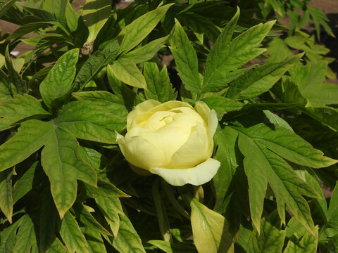 黄牡丹花苞