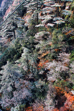 黄山雪松