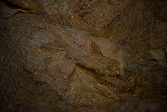 周口店500万年前鱼化石
