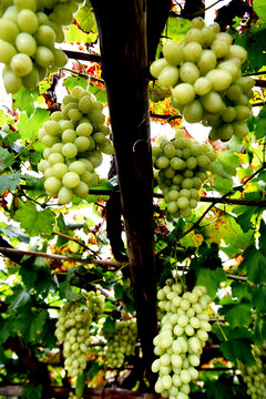 宣化城市传统葡萄园白牛奶葡萄