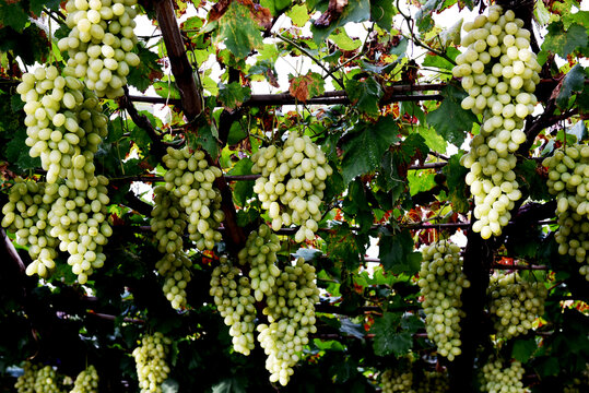 宣化城市传统葡萄园白牛奶葡萄