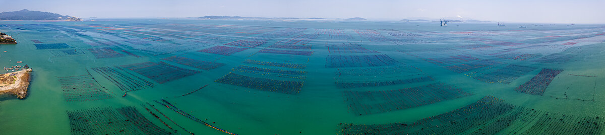 南澳生蚝养殖基地