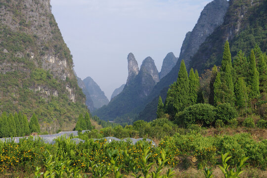 山区果园果树