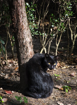 黑猫野猫