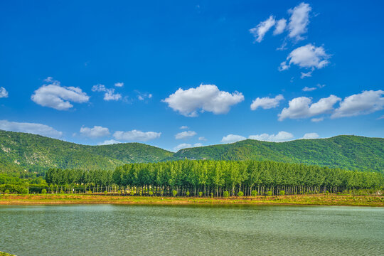 湖畔杨树林