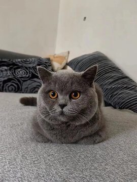 萌猫