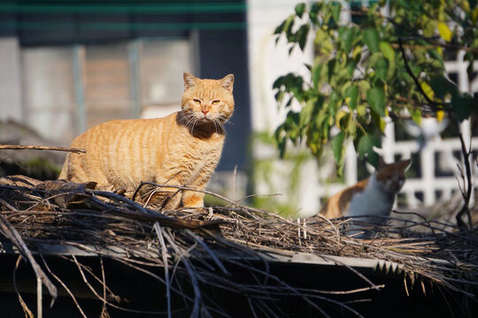 萌猫