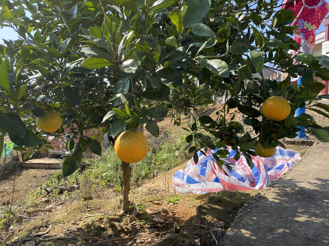 橙子树