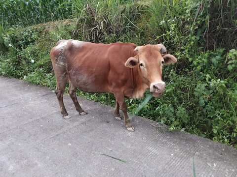 黄牛