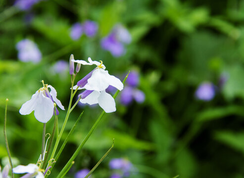 诸葛菜花