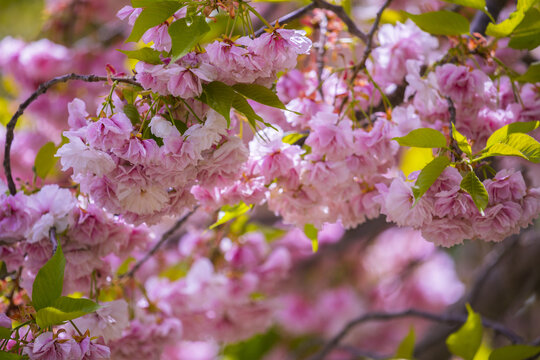 樱花