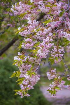 樱花