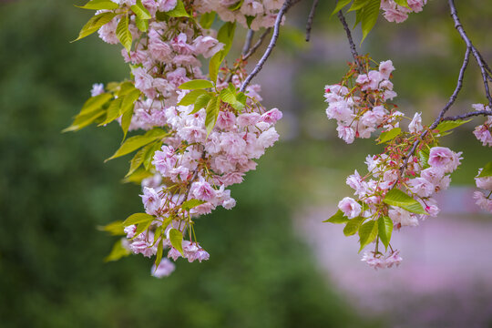 樱花