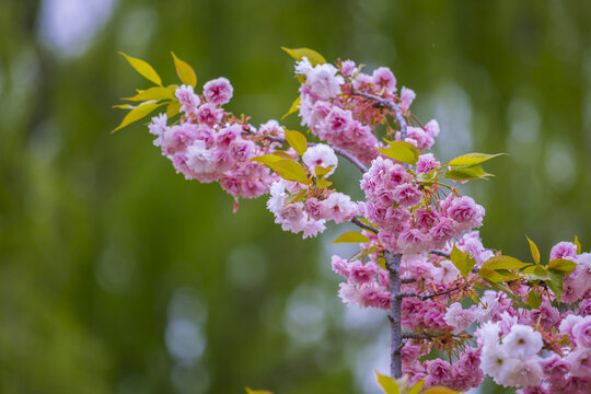 樱花