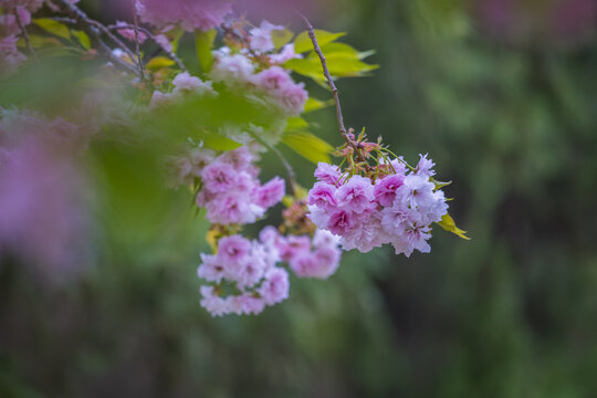 樱花