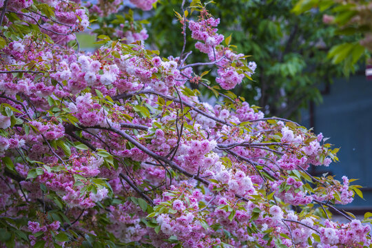 樱花