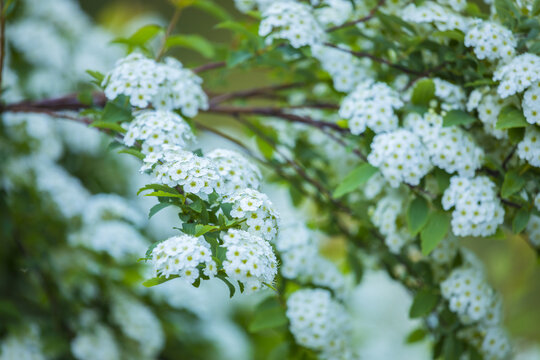 麻叶绣线菊