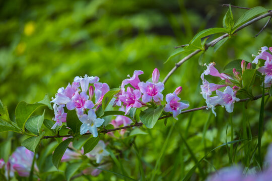 锦带花