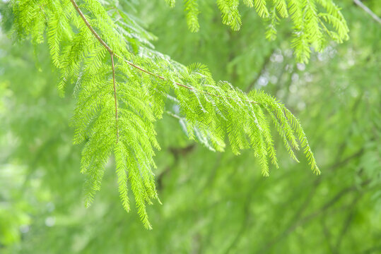 池杉特写