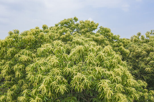 栗子树