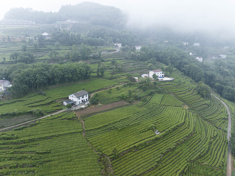 云雾茶山