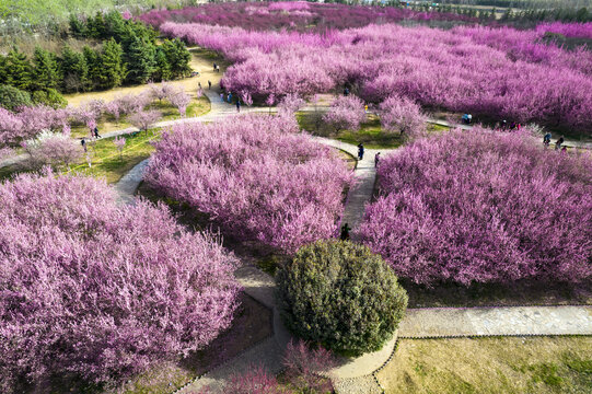 梅花林