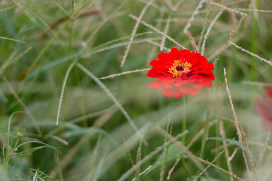 百日菊