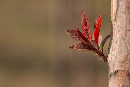 紫叶李幼芽