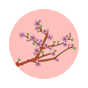 春天植物桃花花朵盛开元素