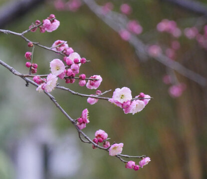 红梅花开迎春来