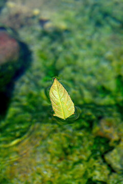 溪水中的叶子