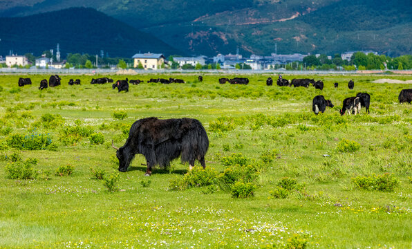 香格里拉伊拉草原纳帕海景区