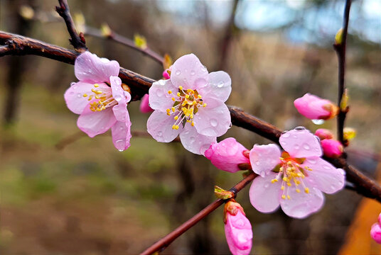 梅花枝头