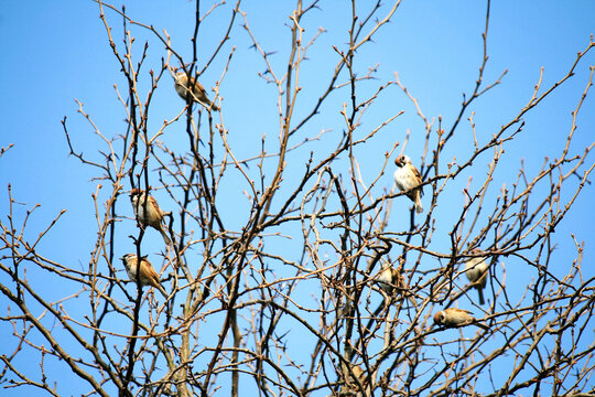 树上的小麻雀