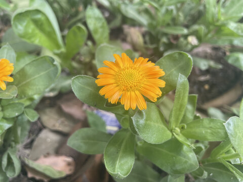 小雏菊