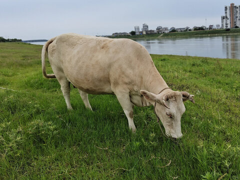 绿色草地上的黄牛