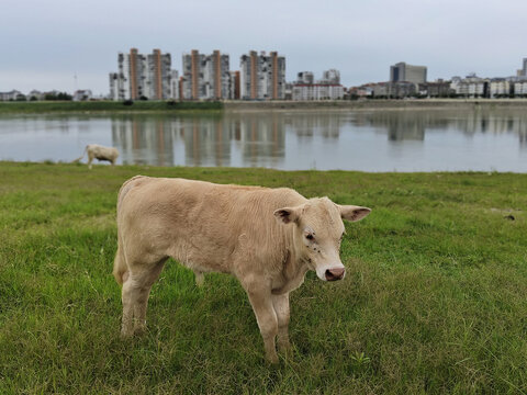 绿色草地上的黄牛