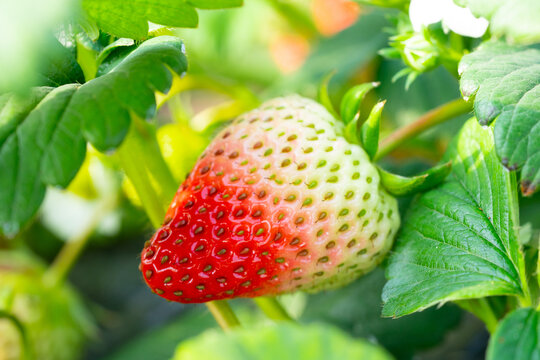 奶油草莓草莓采摘园